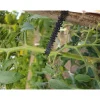 Agrimpex Svart 10-pack