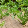 Agrimpex Växter