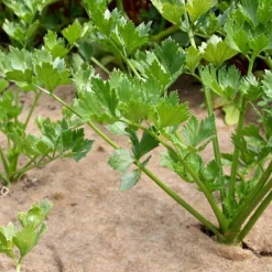 Agrimpex Växter