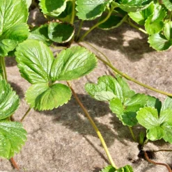 Agrimpex Växter